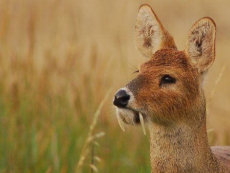 Самые необычные животные нашей планеты