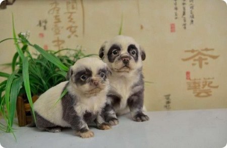 В Китае на свет появились щенки, похожие на панд