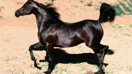 Арабский чистокровый конь