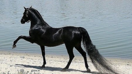 Арабский чистокровый конь