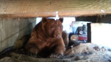 Видео: Медведь отомстил хозяину дома необычным методом