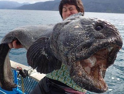Рыба-мутант поймана в Японии