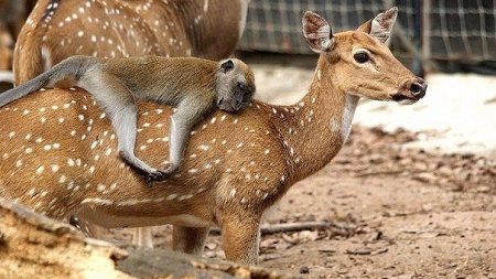 Подборка приколов с животными