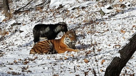 Тигр подружился с козлом, вместо того чтобы съесть