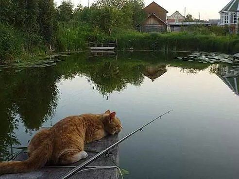 Подборка приколов с животными