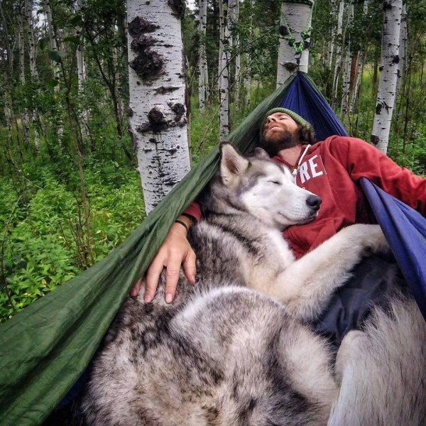 Смешные и милые собаки, которых очень сильно разбаловали. 