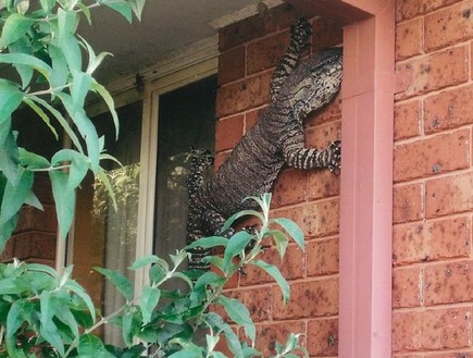 Вышел на улицу и увидел ящерицу с размером в полтора метра на стене своего дома