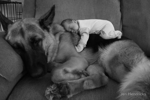 Дети и собаки - лучшие друзья