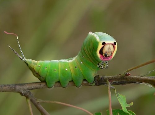 Самые необычные насекомые в мире 