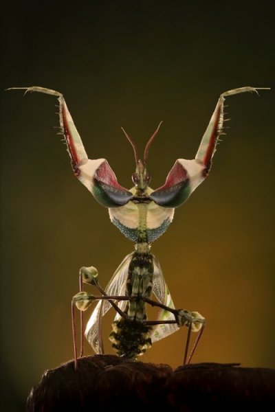 Самые необычные насекомые в мире 