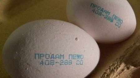 На куриных яйцах разместили объявление о продаже автомобиля