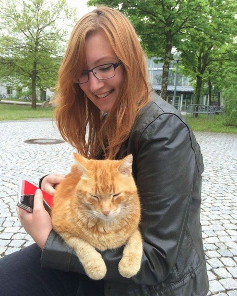 Рыжий кот заботится о студентах из Германии