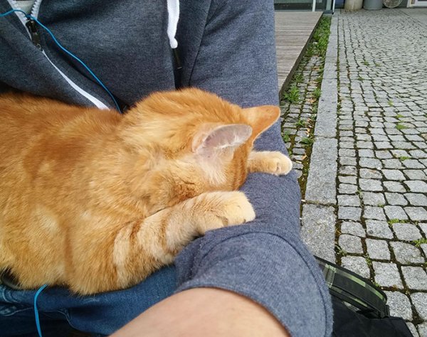 Рыжий кот заботится о студентах из Германии