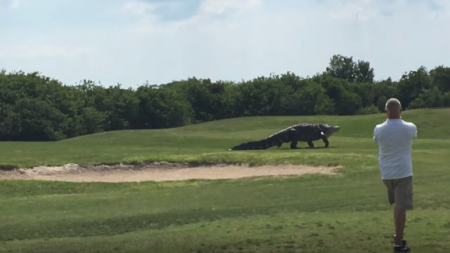 Видео: Гигантский аллигатор во Флориде