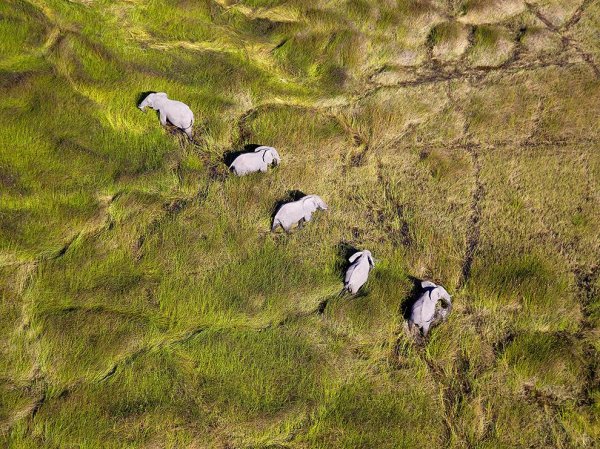 Подборка лучших фотографий, опубликованных журналом National Geographic в июне 2016 года