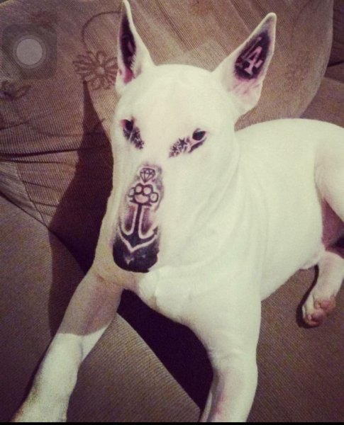 Начинающий татуировщик потренировался на морде собаки