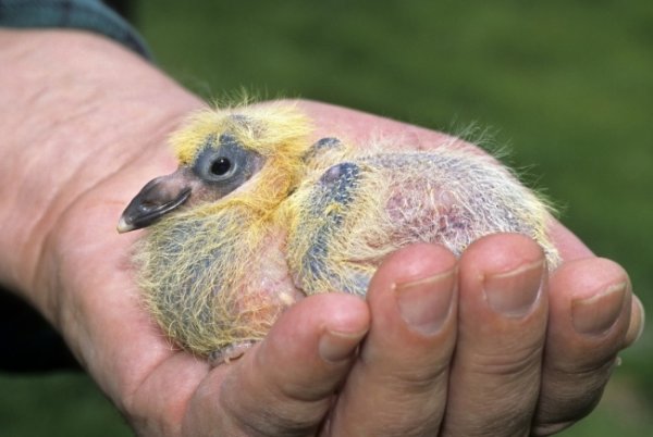 Секрет раскрыт: вот почему мы никогда не видели птенцов голубей