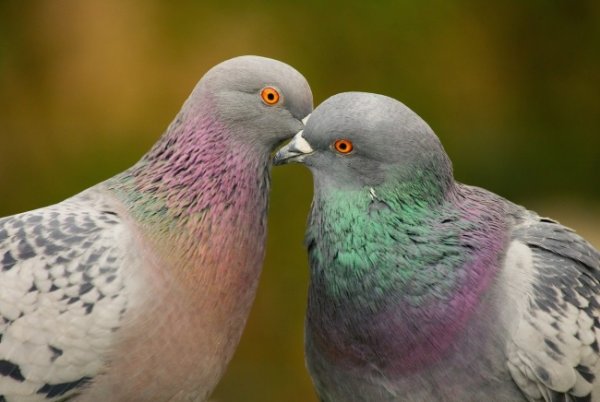 Секрет раскрыт: вот почему мы никогда не видели птенцов голубей