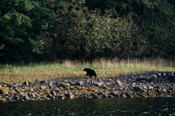 Отшельник, живущий в окружении китов и медведей на Аляске