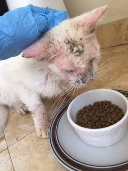 'Слепой' кот, которого подобрали на улице, удивил своими необычными глазами