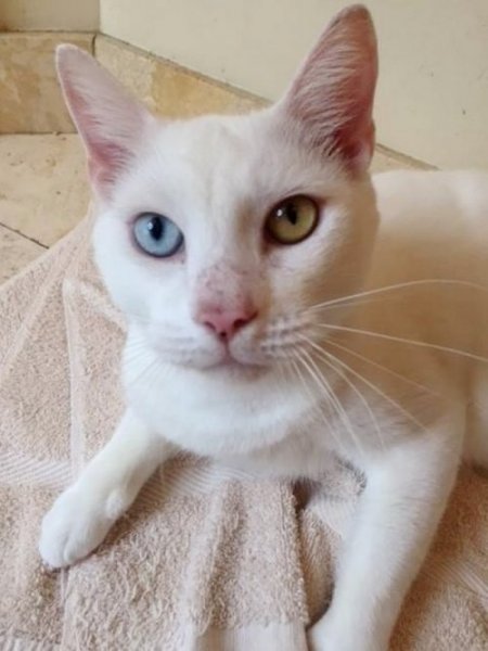 'Слепой' кот, которого подобрали на улице, удивил своими необычными глазами