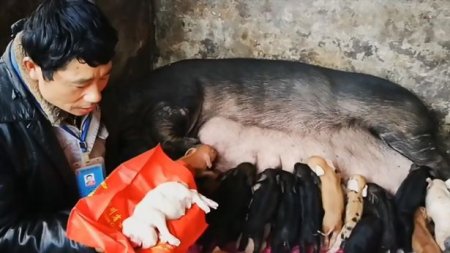 Свинья родила китайскому фермеру мутанта-слоненка