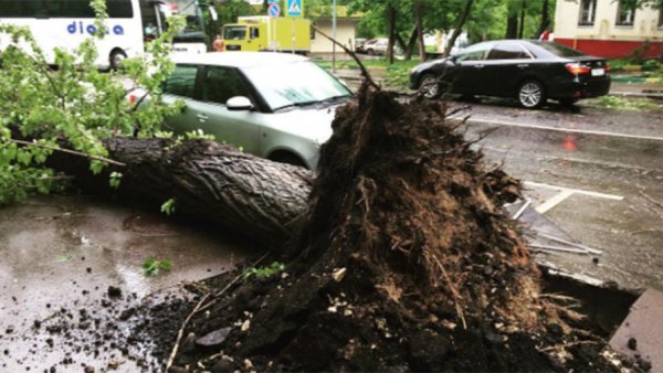 Последствия урагана в Москве