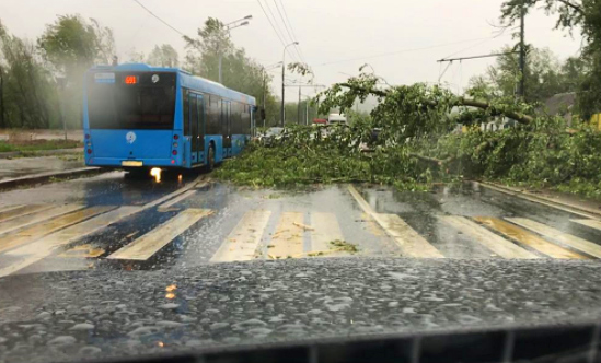 Последствия урагана в Москве