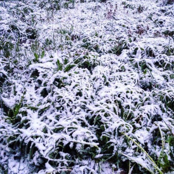Летний снегопад в Мурманской области