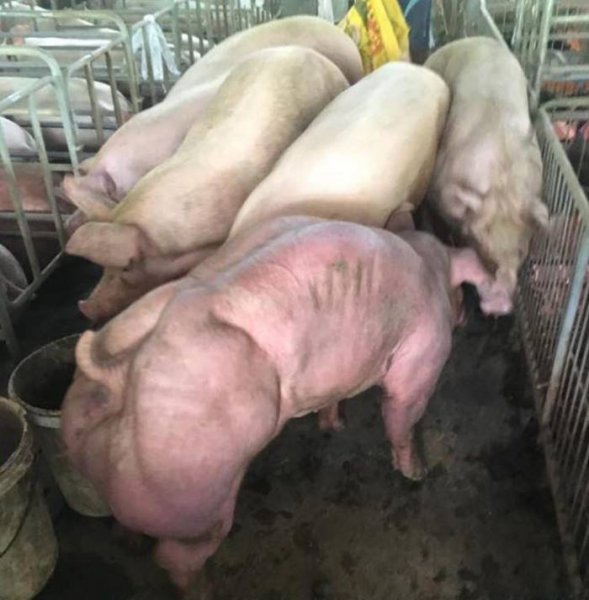 Эти мускулистые свиньи из Камбоджи встревожили мир