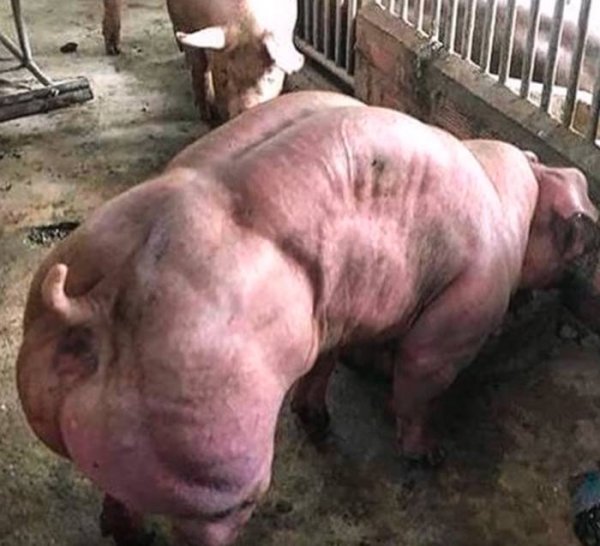 Эти мускулистые свиньи из Камбоджи встревожили мир