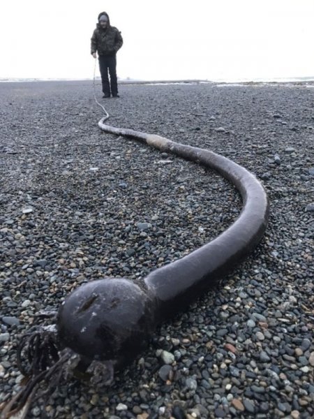 Гигантские «морские черви» на побережье Чукотки