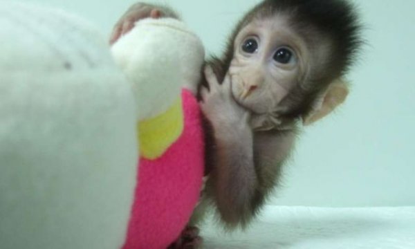 В Китае впервые клонировали обезьян по методике овечки Долли