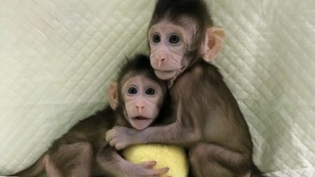 В Китае впервые клонировали обезьян по методике овечки Долли