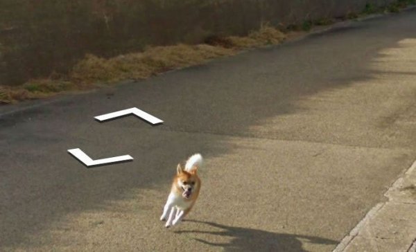 Пес погнался за машиной Google Street View и попал на все кадры