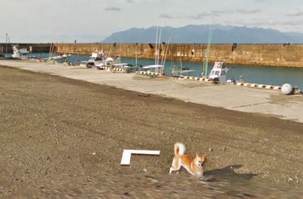 Пес погнался за машиной Google Street View и попал на все кадры