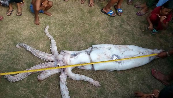 Филиппинский рыбак поймал 2,5-метрового кальмара и подарил его жителям деревни