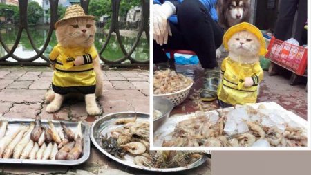 Во Вьетнаме кот стал продавцом на местном рыбном рынке