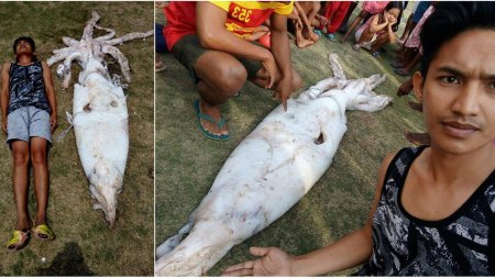 Филиппинский рыбак поймал 2,5-метрового кальмара и подарил его жителям деревни