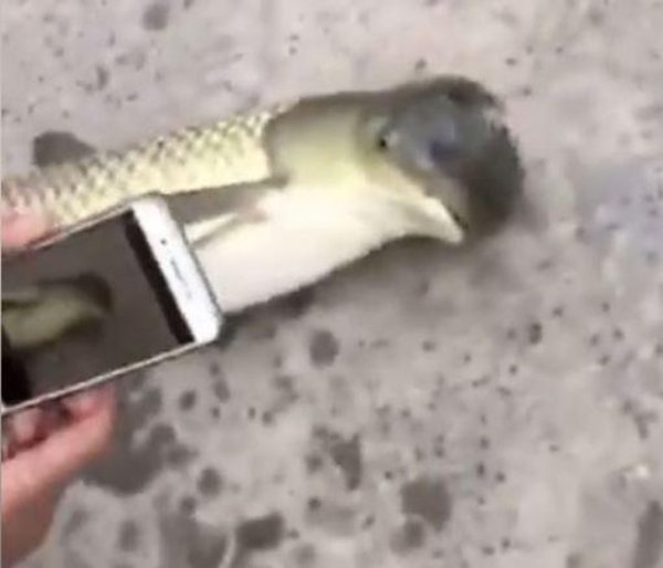 В Китае поймали рыбу с головой голубя