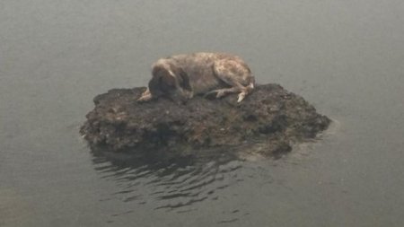 Собака забралась на камень в море, чтобы спастись от пожара