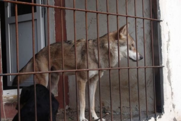 Житель Волгограда держит настоящего волка в качестве домашнего питомца