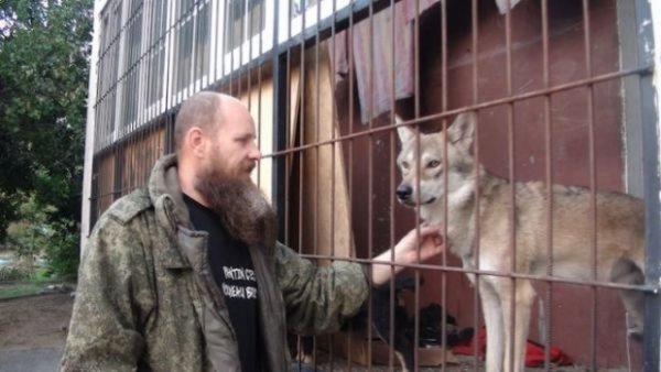 Житель Волгограда держит настоящего волка в качестве домашнего питомца