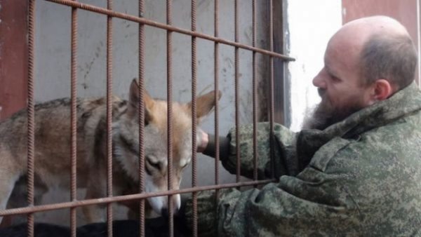 Житель Волгограда держит настоящего волка в качестве домашнего питомца