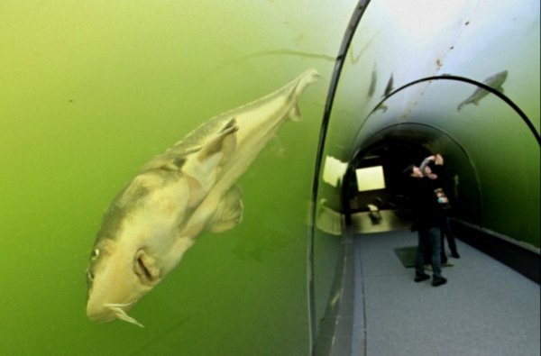 Необычный туннель под озером в Чехии