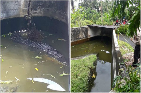 Крокодил заживо съел женщину-биолога, когда та пыталась его покормить в вольере