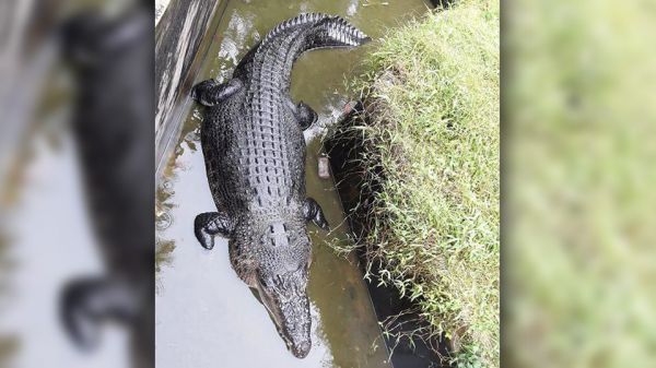 Крокодил заживо съел женщину-биолога, когда та пыталась его покормить в вольере