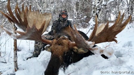 На Камчатке женщина-охотник застрелила самого крупного лося в мире