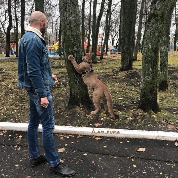 Пара из Пензы держит в однушке пуму