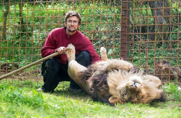 Чеха растерзали львы, которых он содержал во дворе своего дома